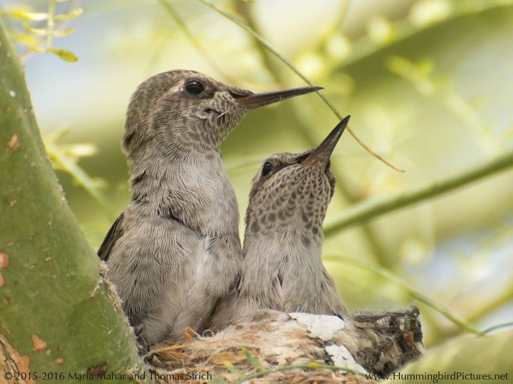 Two Anna's Hummingbird chicks look alert as they sit in their nest