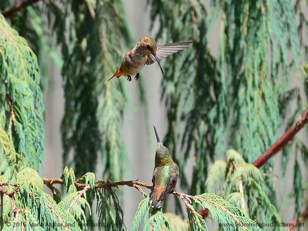 One hummingbird hovers over another