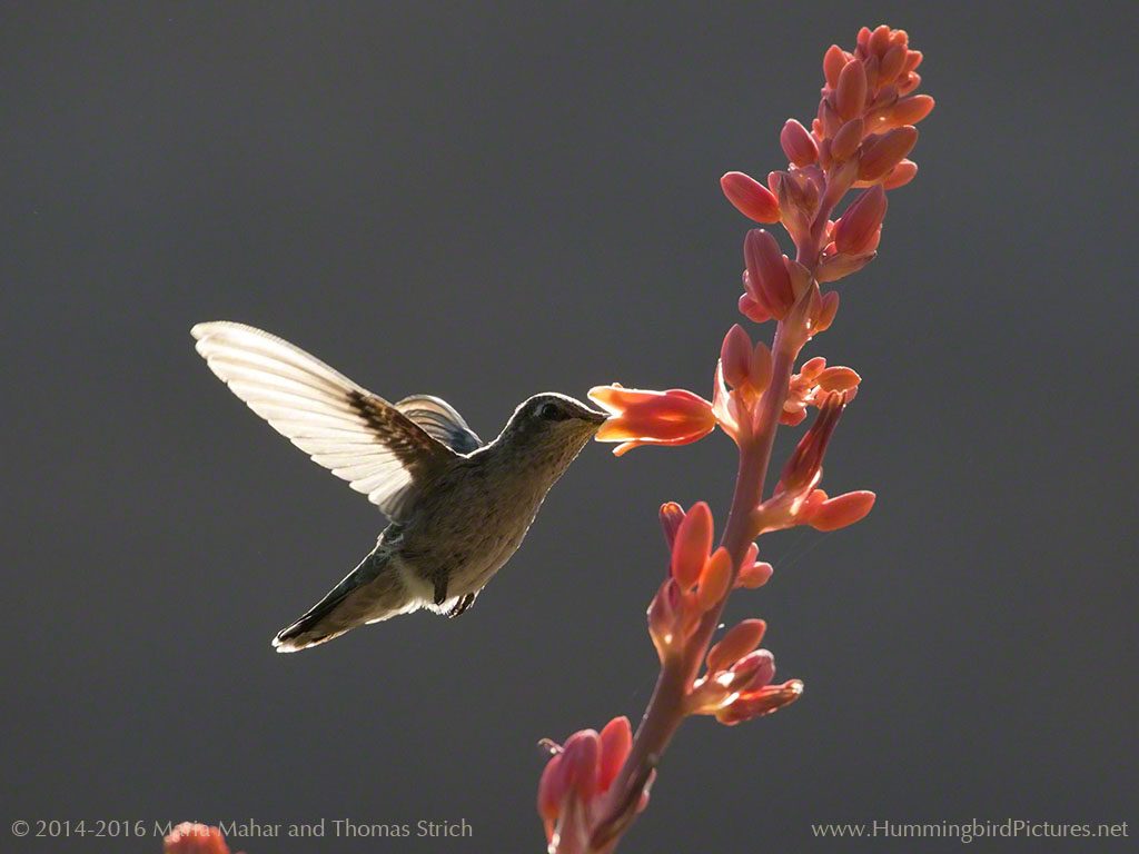 Morning light outlines a hummingbird as it feeds from a flower stalk