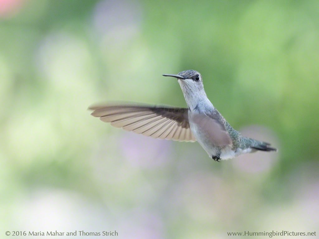 A pale hummingbird hovers in midair, looking at the camera