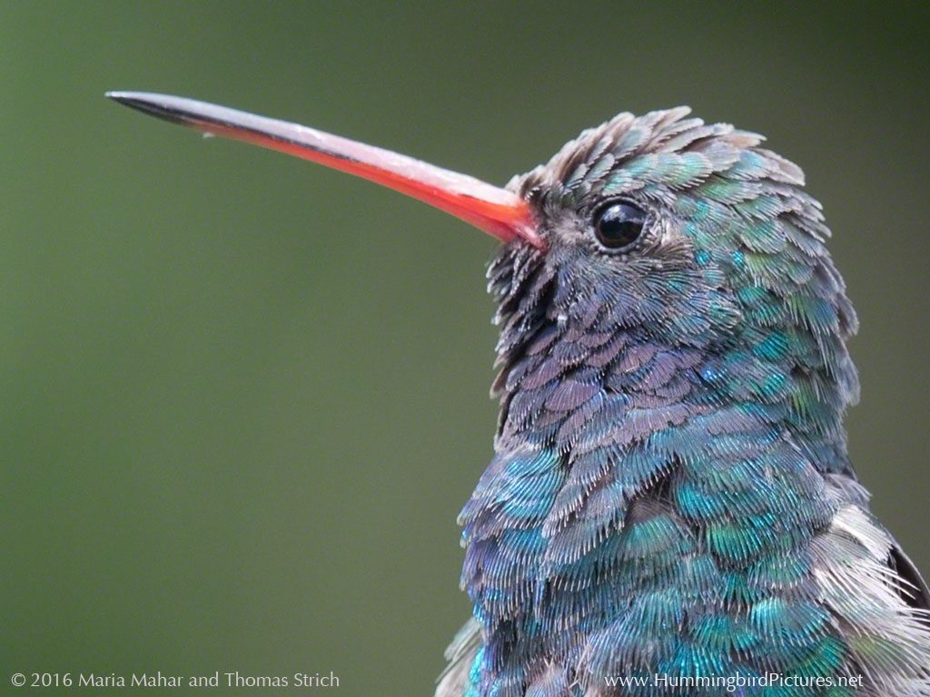 A close up profile of a male Broad-billed Hummingbird