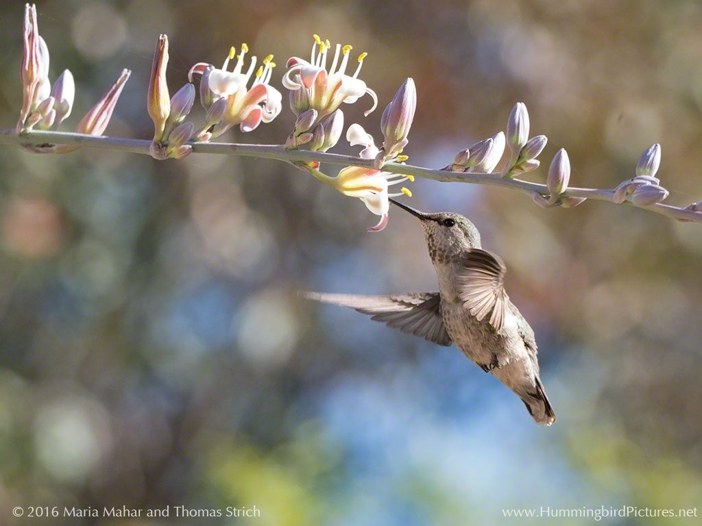 Photo by Hummingbird Pictures. A hummingbird hovers below pink and white blossoms