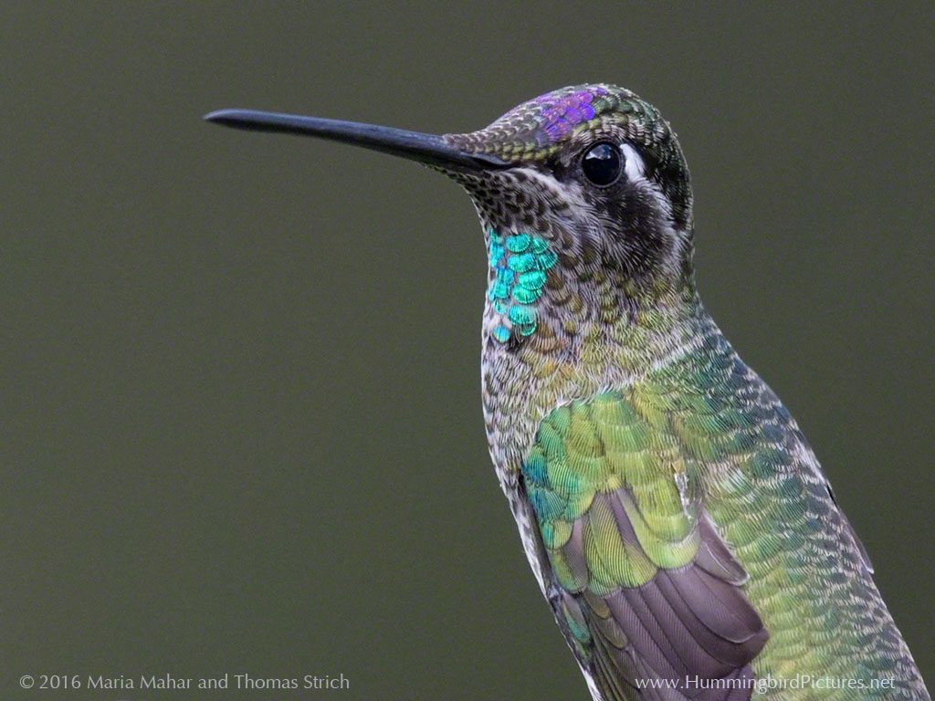 An immature male Magnificent Hummingbird perches. The start of an aqua gorget and purple crown are visible