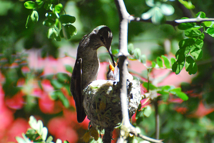 An Anna's Hummingbird mother feeds her very young chicks in the nest