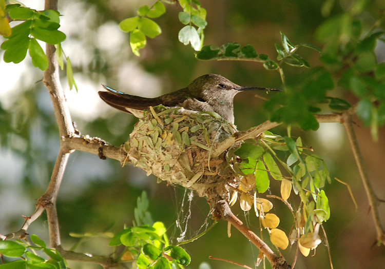 Anna's Hummingbird sitting on eggs in nest