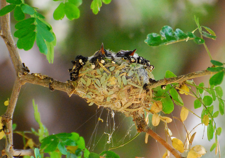 Hummingbird chicks in nest, resting with closed beaks pointing up