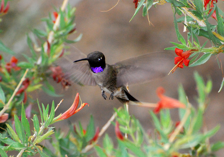 Picture of male Black-chinned hummingbird hovering in desert honeysuckle