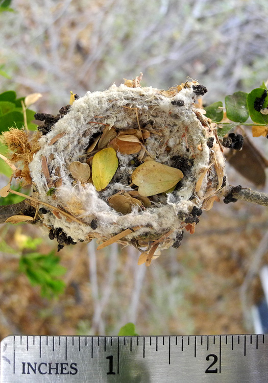 Picture of an empty hummingbird nest from above with a ruler next to it. How small is a hummingbird nest? The ruler shows less than 2 inches.
