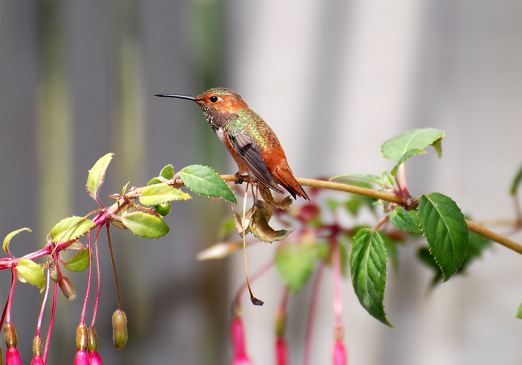 Side view of an Allen's Hummingbird as he perches on a fuschia branch