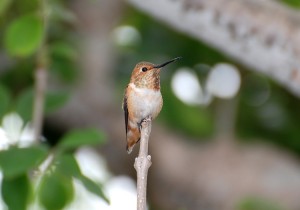 Picture of an Allen's Hummingbird using an upright stick as a perch
