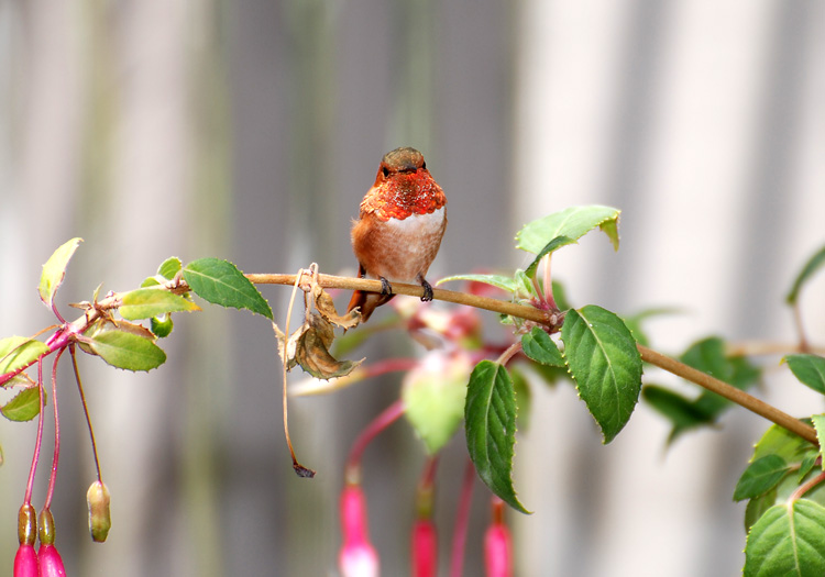 Allen's Hummingbird perches on a fuschia branch