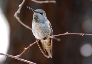 A female Anna's Hummingbird perches on a thin twig