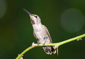 Picture of a young male Anna's Hummingbird as he sings while perched