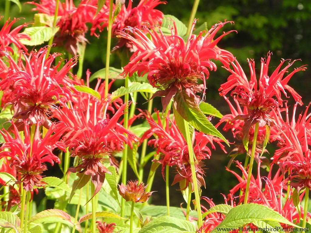 Close up of clusters of red Bee Balm flowers