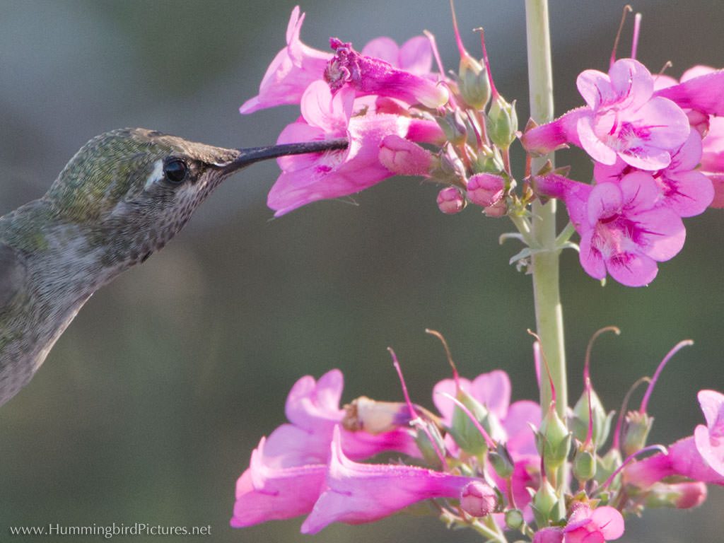 Close up of pink Penstemon flowers with a hummingbird feeding from one