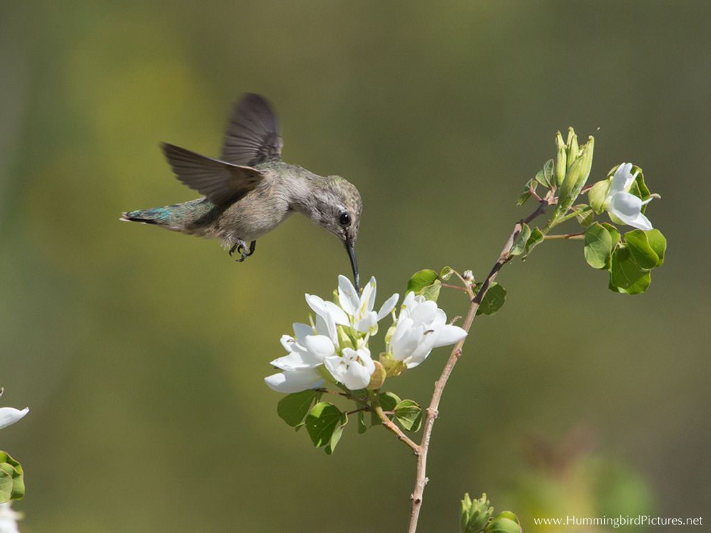 A hummingbird hover above a cluster of white flowers to feed