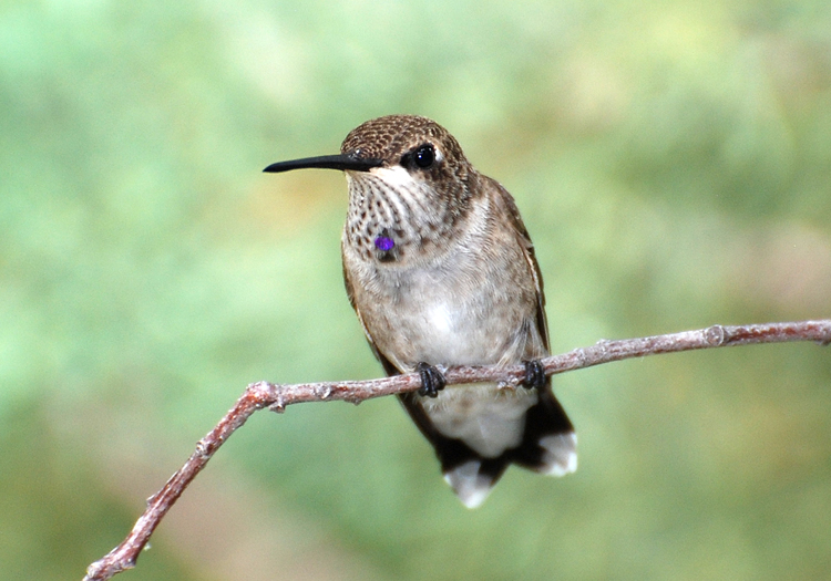 Female Black-chinned Hummingbird on a twig