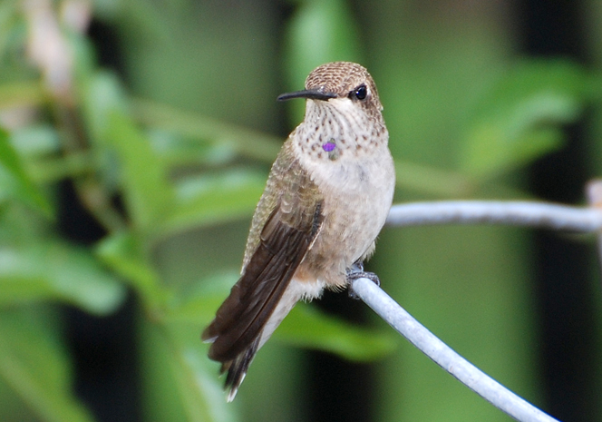 Female Black-chinned Hummingbird on a wire at Miller Canyon, AZ 2012