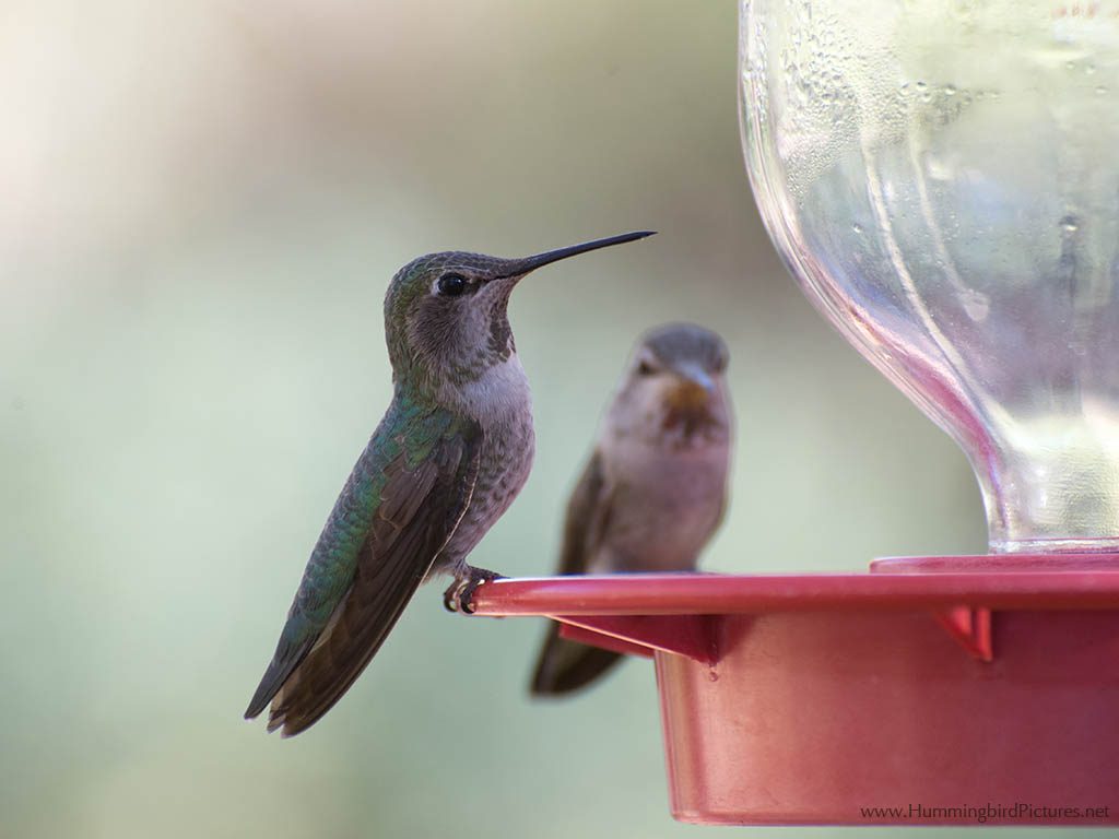 Close up picture of a hummingbird on a hummingbird feeder