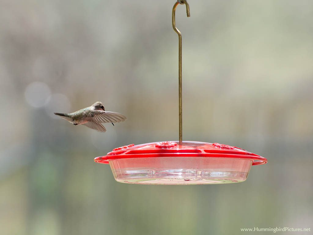 A hummingbird approaches a dish hummingbird feeder from above