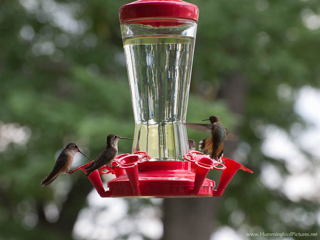Several hummingbirds are on and around an extra large bottle style hummingbird feeder