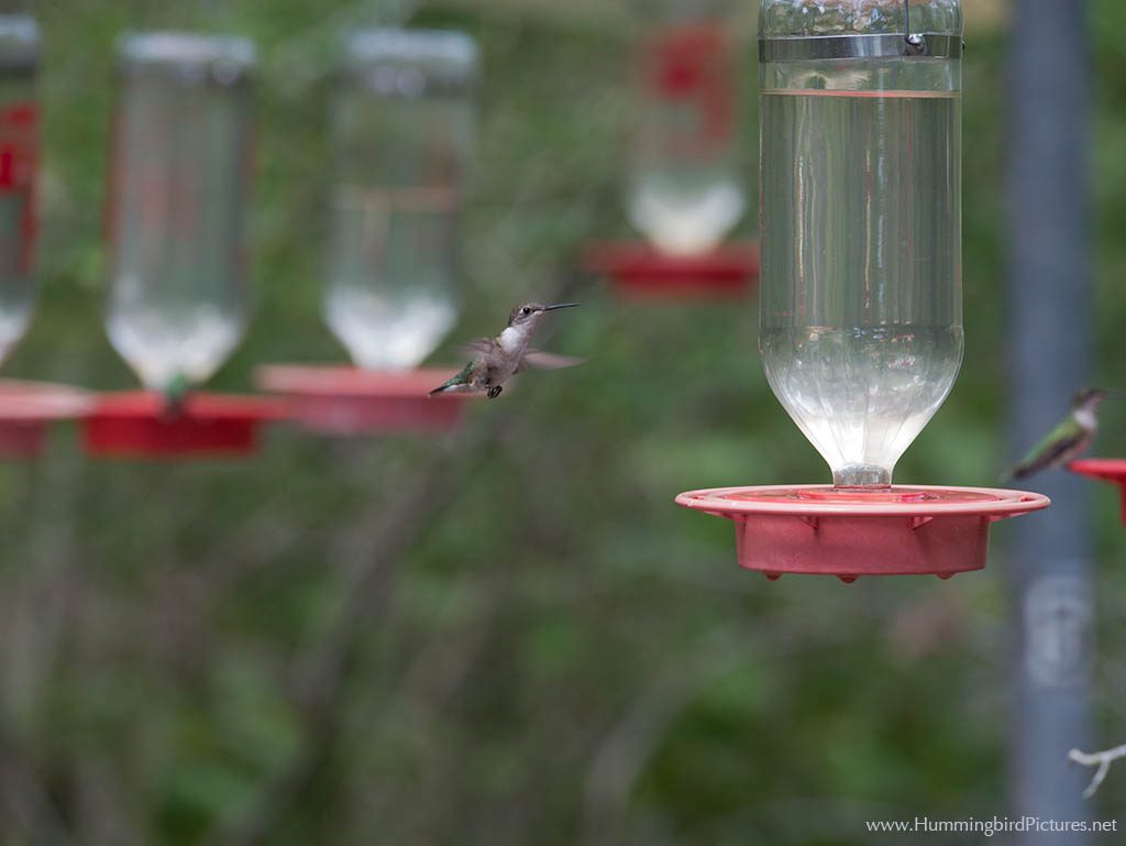 A Ruby-throated Hummingbird among extra large hummingbird feeders