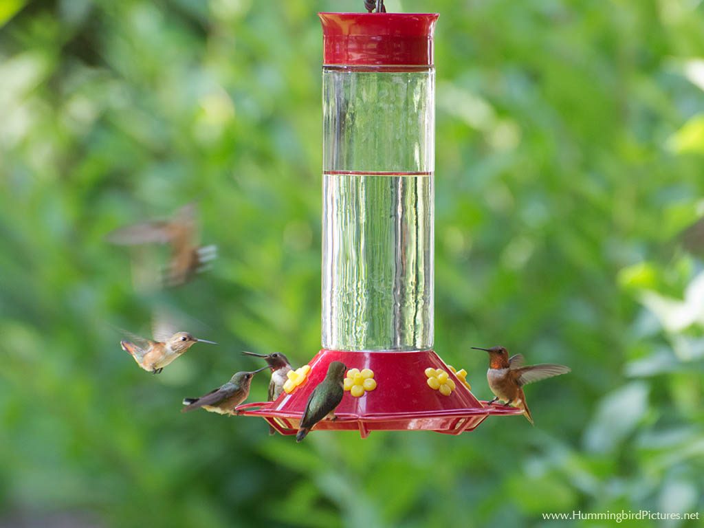 Picture of a very large hummingbird feeder with several hummingbirds