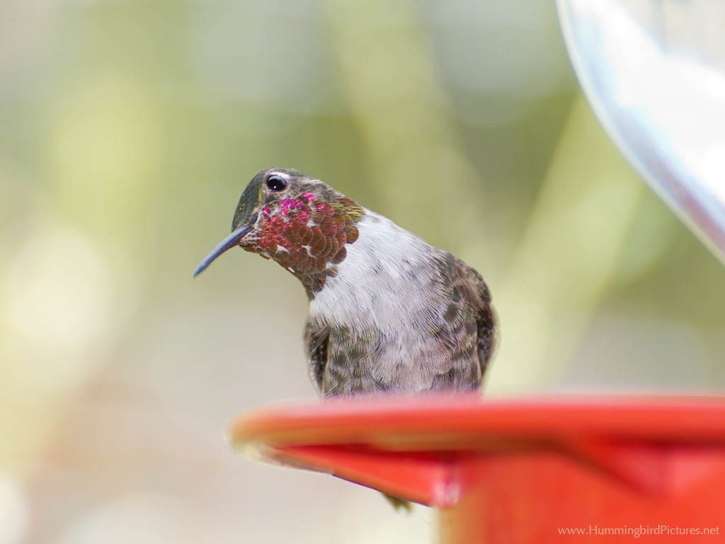 A hummingbird on a hummingbird feeder tilts its head to look toward the camera