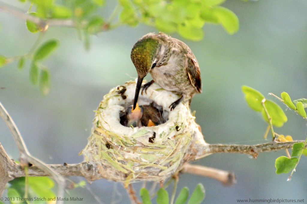 Picture of hummingbird nest cam babies being fed by mother
