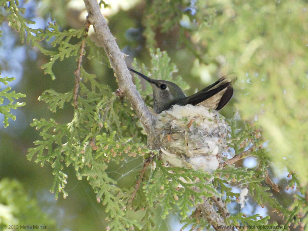 Picture of an Anna's Hummingbird on her new nest, looking to the side, with her tail to the camera.