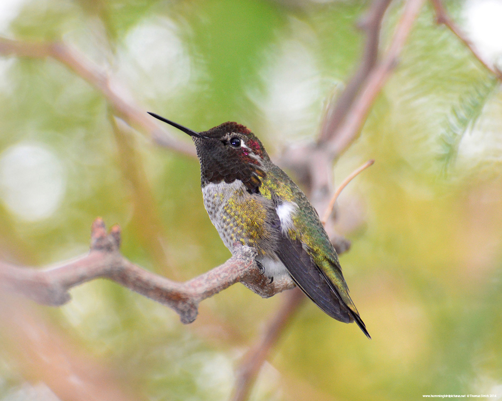 Side view picture of a male Anna’s Hummingbird with dark red feathers on his head and throat. He is perching on a twig, leaning slightly forward, and looking up and to the side.