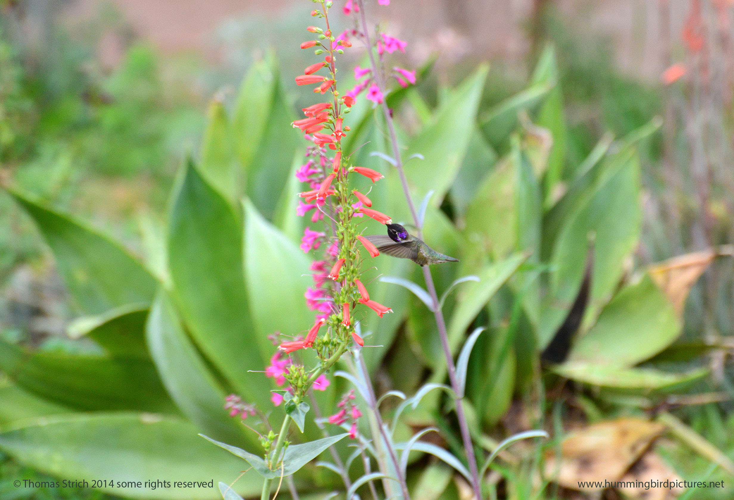 Costa's Hummingbird can be seen feeding at penstemon flowers in the distance