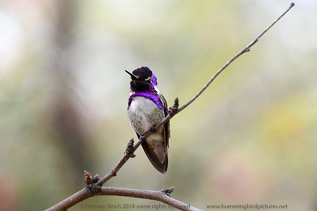 Costa's Hummingbird perching on branch with purple feathers on head and throat showing