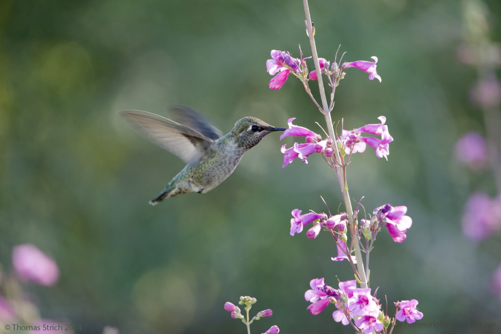 Picture of one of the Anna's Hummingbirds at the Desert Botanical Garden. This female is hovering to feed from a pink Penstemon blossom on an upright flower stalk.