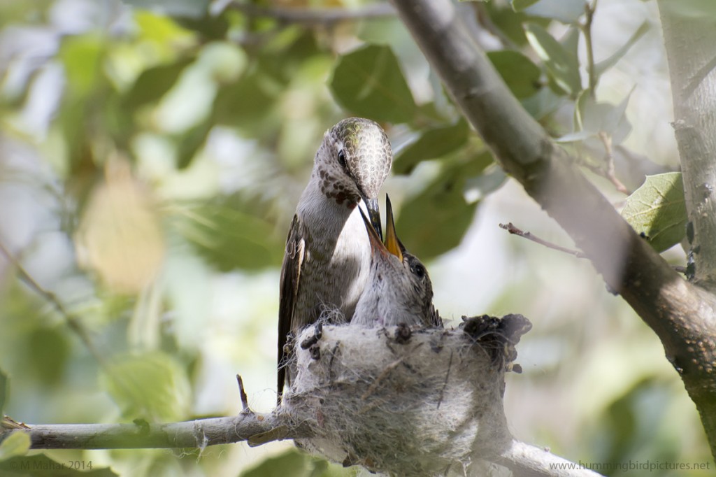 Close up picture of hummingbird feeding its nestling