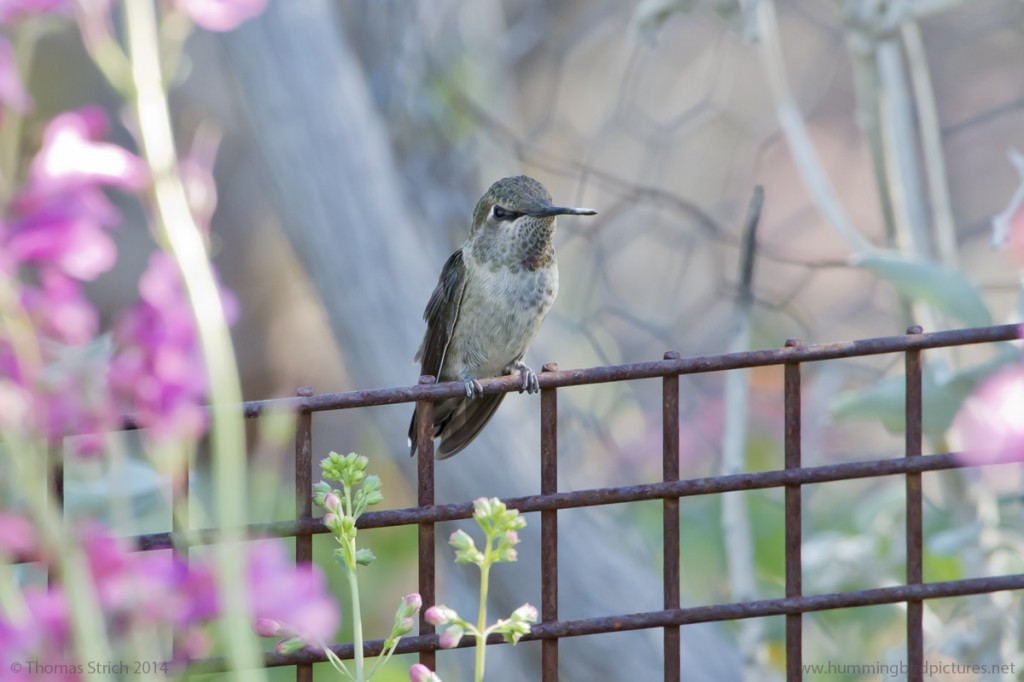 Close up of a female Anna's Hummingbird at the Desert Botanical Garden. This grayish green female shows some reddish on her throat as she perches on the small wire mesh fence that surrounds a flower bed.