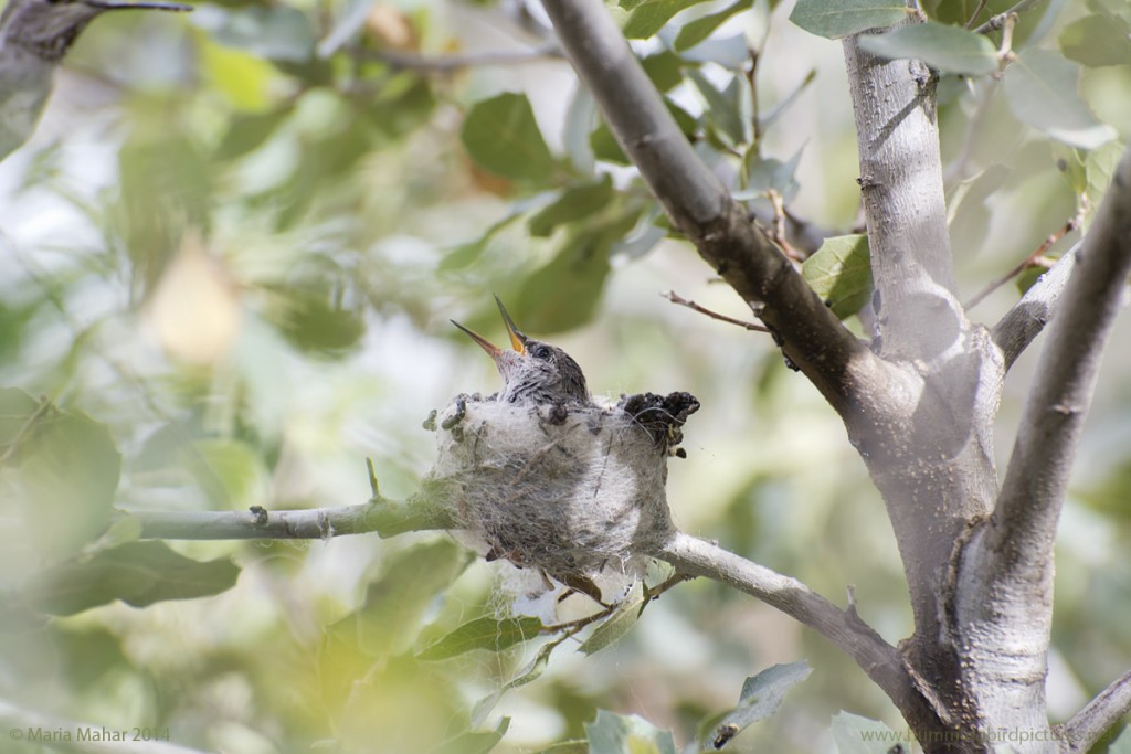 Picture of a baby hummingbird as it leans back in the nest and opens its beak. It is looking toward its mother as she flies toward the nest.