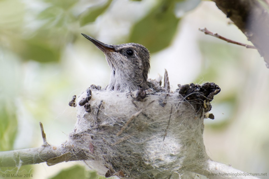 Close up picture of a baby Anna's Hummingbird peeking out of its nest in the Hummingbird Aviary.