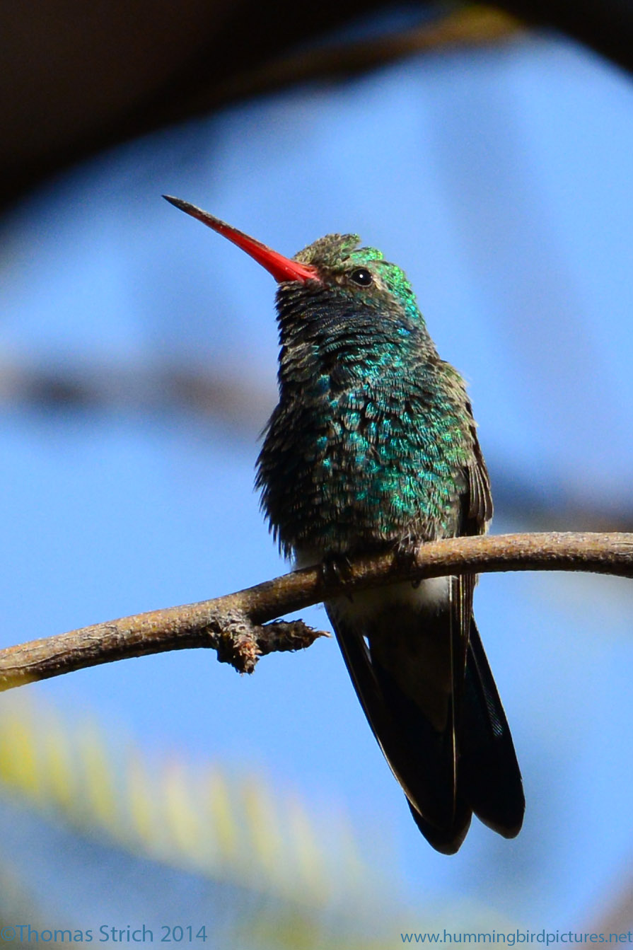 A male Broad-billed Hummingbird looks upward from its perch on a twig