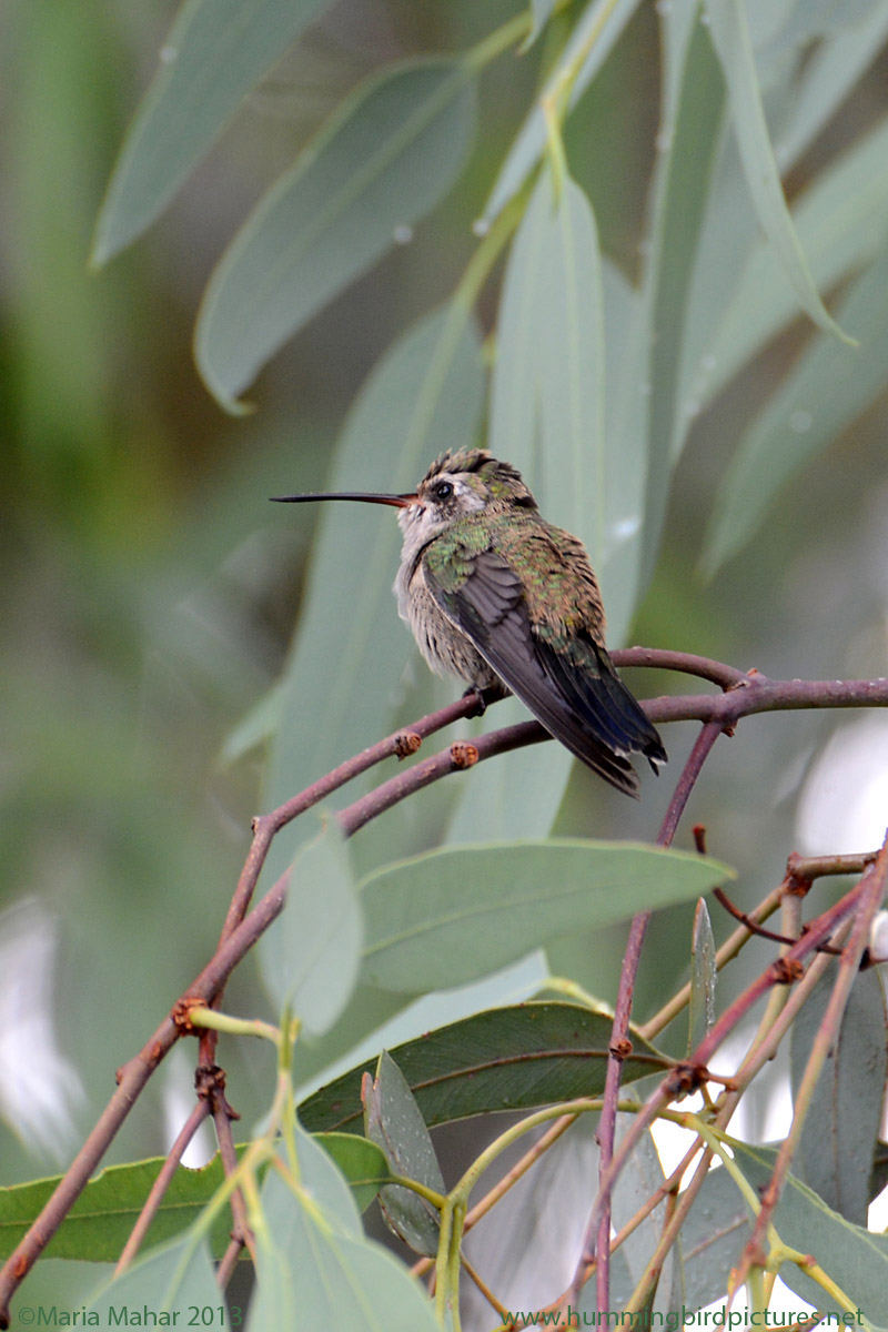 A Broad-billed Hummingbird female or immature sits hunched in among eucalyptus leaves