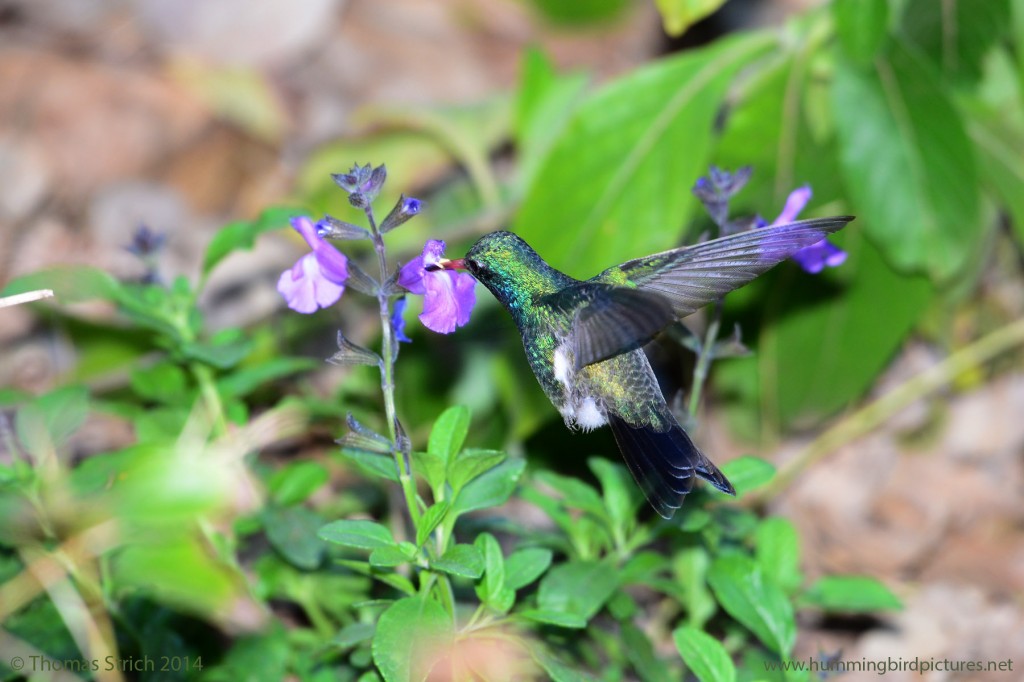 View from the side and behind of a Broad-billed Hummingbird male feeding from pink flower