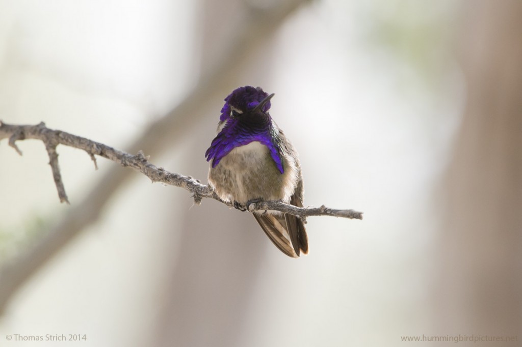 Close up picture of a Costa's Hummingbird at the Desert Botanical Garden. This male Costa's Hummingbird has purple feathers visible as he perches on a twig.