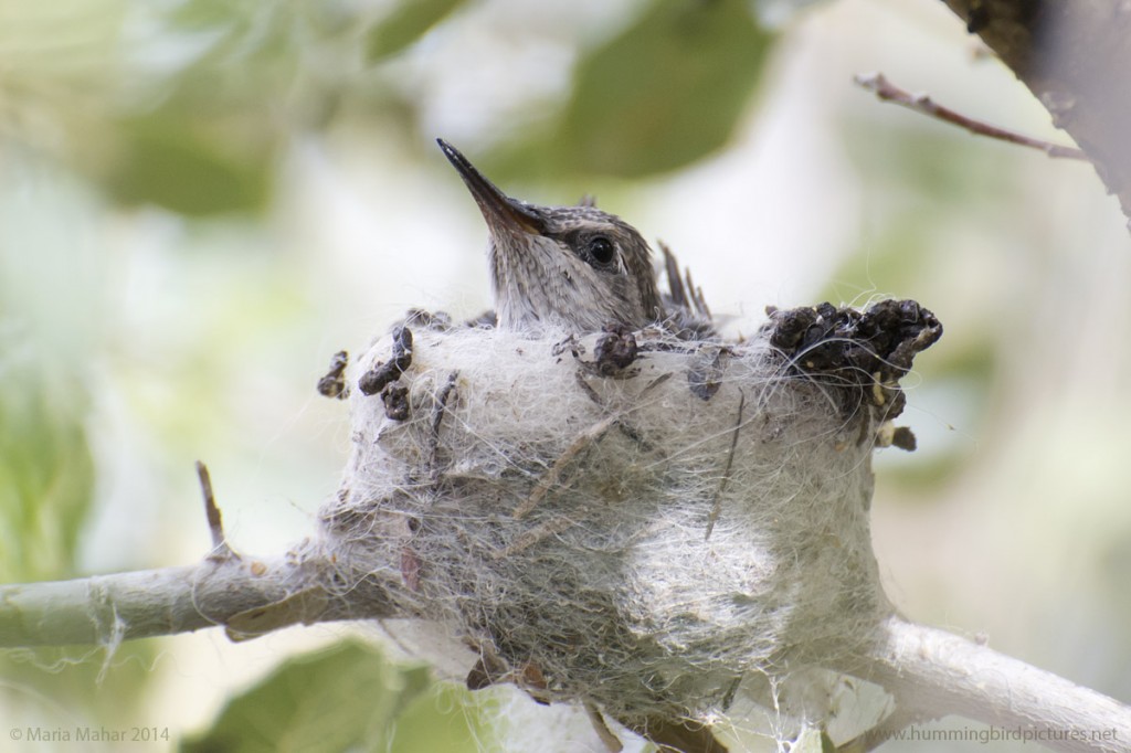 Close up picture of a hummingbird nest in the Hummingbird Aviary