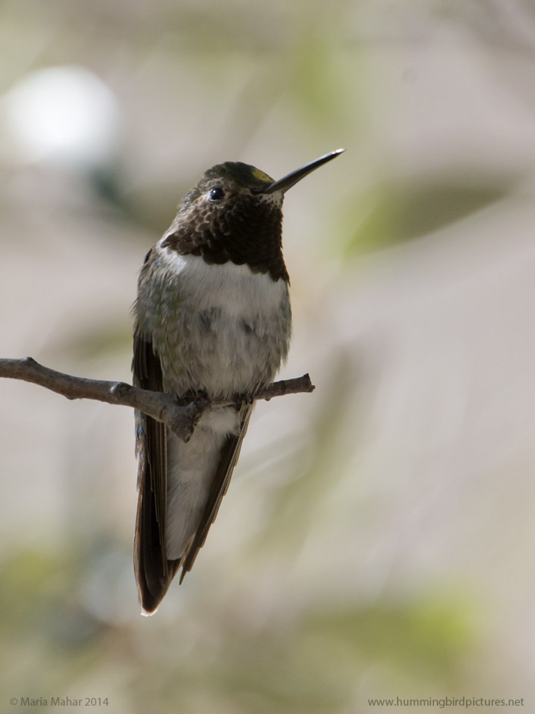 Close up photo of a male Broad-tailed Hummingbird as he perches on a twig, looking up and to the side. His gorget feathers appear very dark.