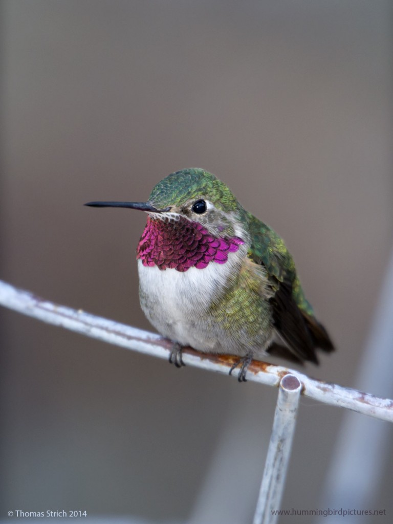 Close up picture of a Broad-tailed Hummingbird as he perches on a wire.