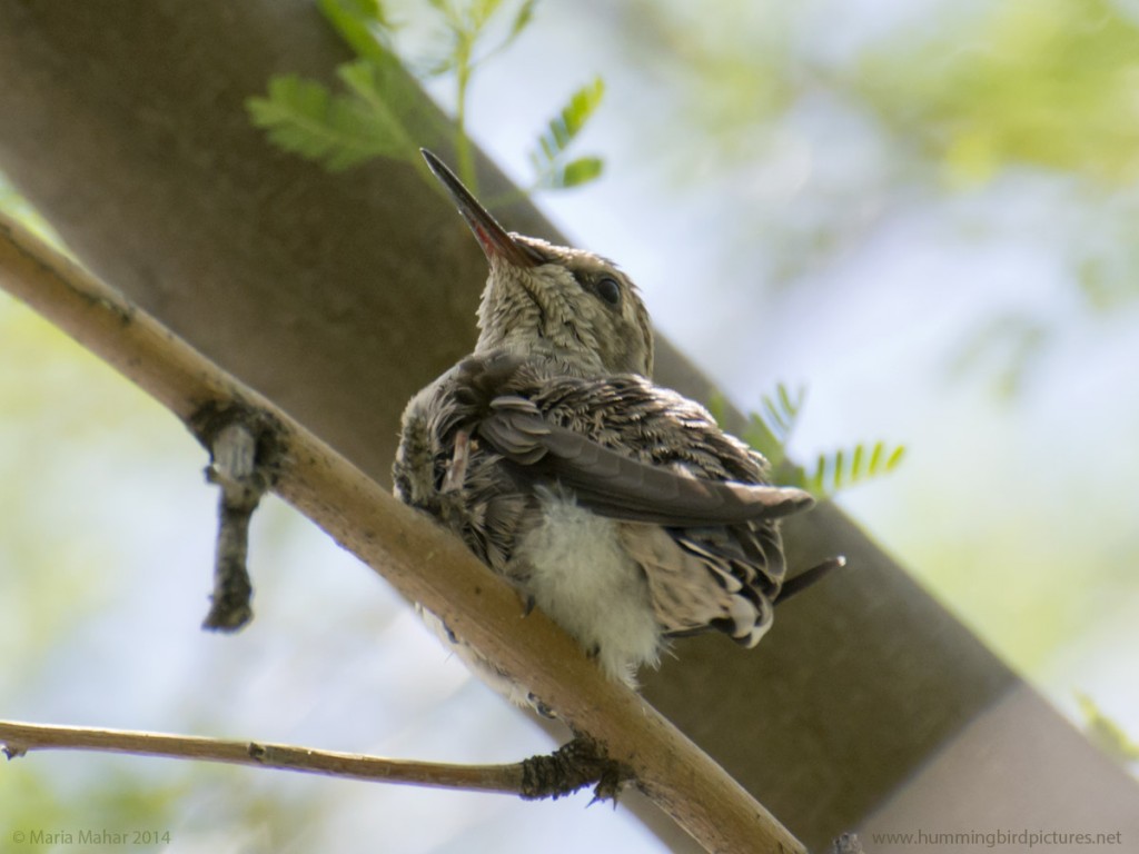 Picture of a fledgling hummingbird from below as it perches on a twig, looking to the side.