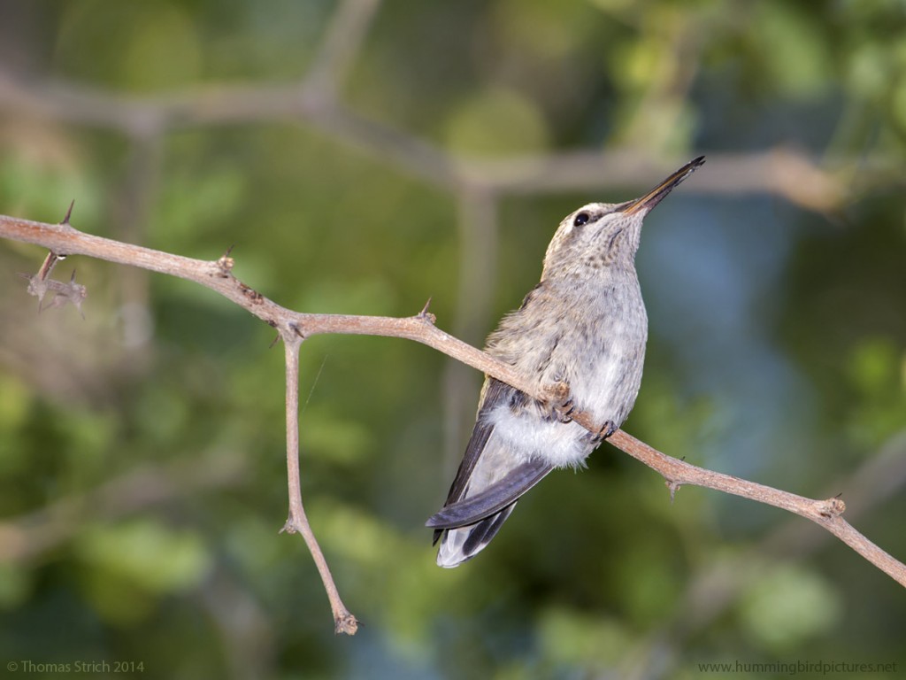 Close up picture of a young fledgling hummingbird sitting on a twig. The view of this Anna's Hummingbird is from below and to the side.