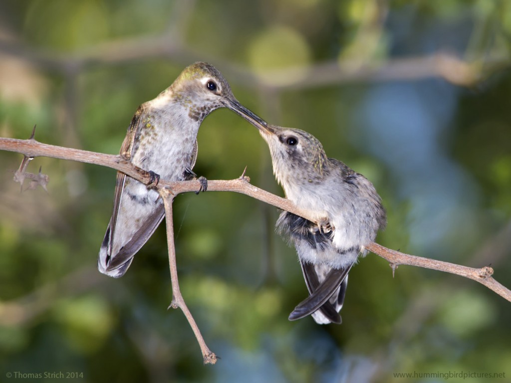 Close up picture of a mother feeding her fledgling hummingbird. The mother's beak in the fledgling's beak for feeding.