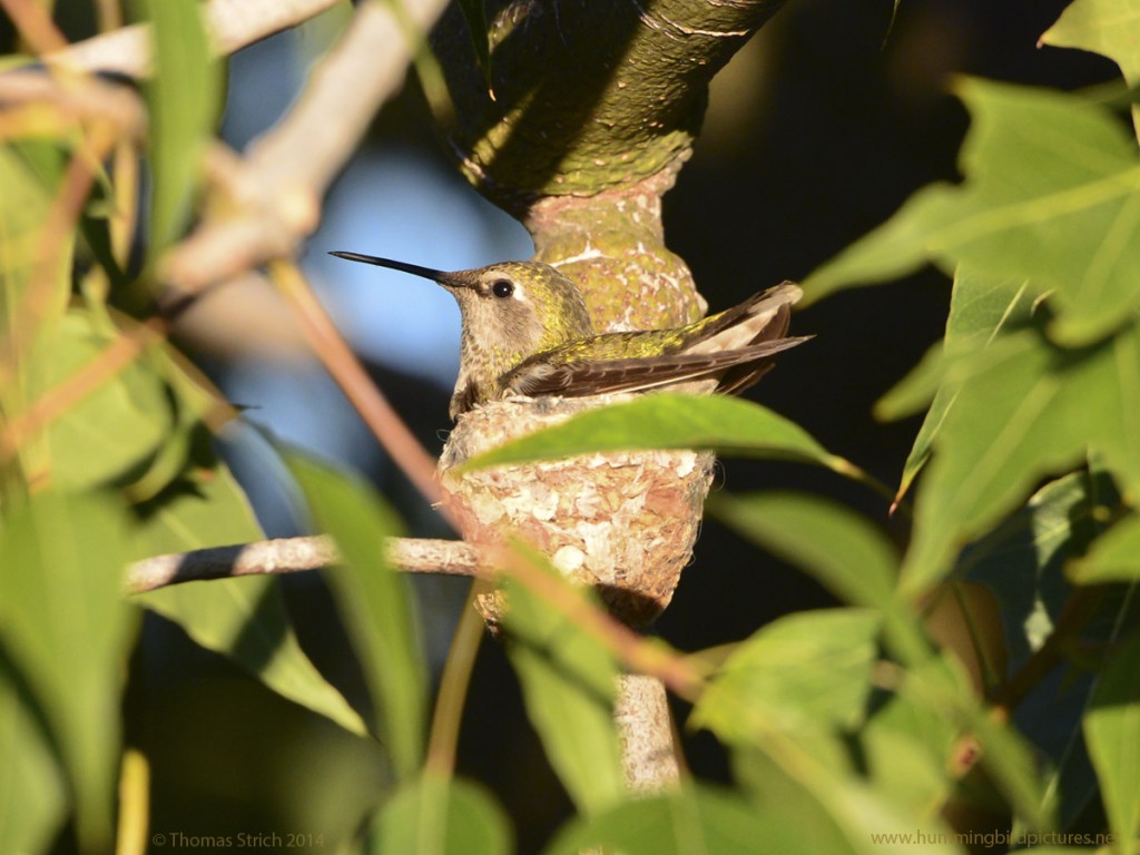 Picture of an Anna's Hummingbird on her new nest . The nest is surrounded by leaves.
