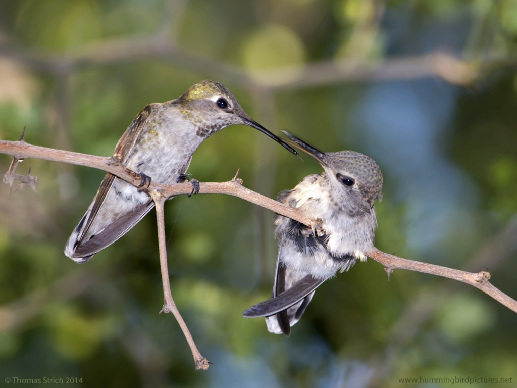 Close up picture of a mother hummingbird perched on a twig beside her fledgling. The hummingbirds are facing each other after the mother finished feeding the fledgling.